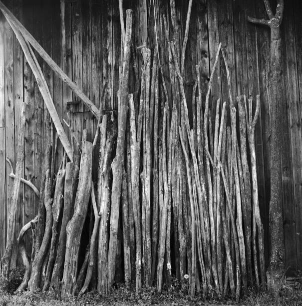 Tree trunks used as breakwaters aligned on Saint Malo beach, as a group of soldiers. France