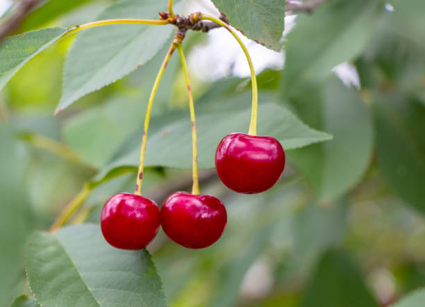 istock Ripe juicy red cherry on a tree with green leaves in summer 1410080724