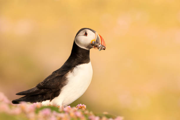istock Atlantic puffin with sand eels standing on grass with pink flowers 1410085210