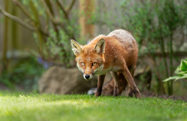 Close up of a red fox standing in a garden stock photo