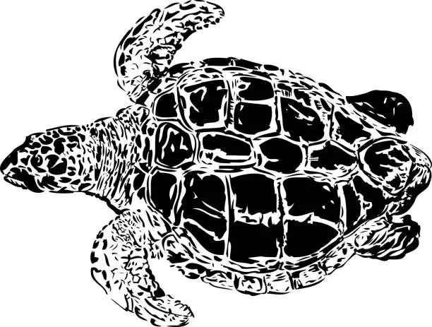 Vector illustration of Swimming turtle in Reunion Island.