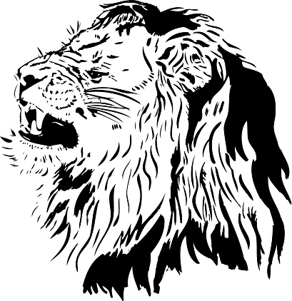 Lion portrait in black and white lines illustration