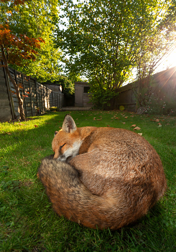 Close up of a red fox (Vulpes vulpes) sleeping on grass at sunset, UK.