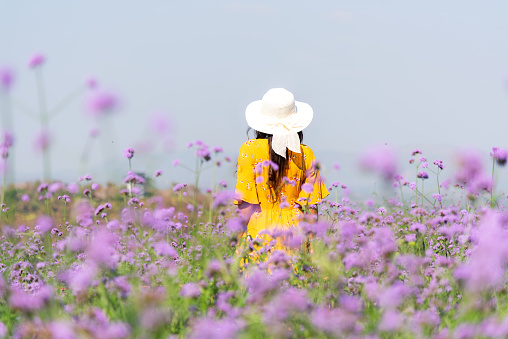 Traveler or tourism Asian women standing and chill  in the purple  verbena flower field in vacations time.  People  freedom and relax in the spring  meadow.  Lifestyle Concept