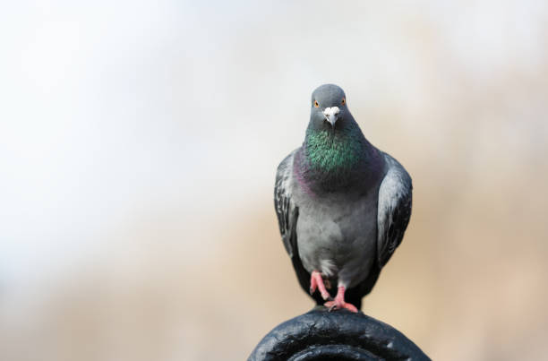 Portrait of a Feral pigeon perched on a metal bench in a park stock photo