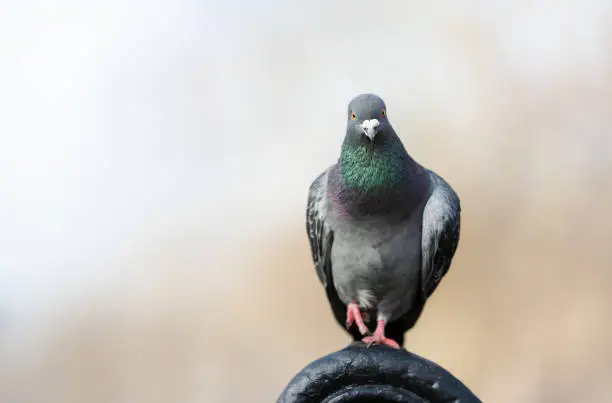 Portrait of a Feral pigeon perched on a metal bench in a park, UK.