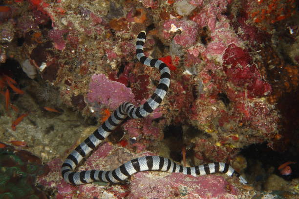 istock Sea krait - Laticauda colubrina 1410087156