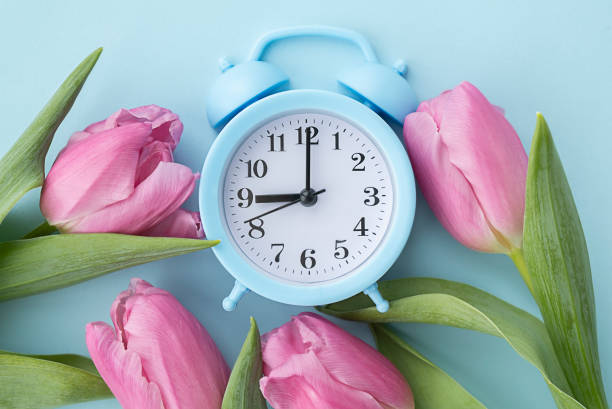 istock Alarm clock with pink tulips around on a blue background 1410087286