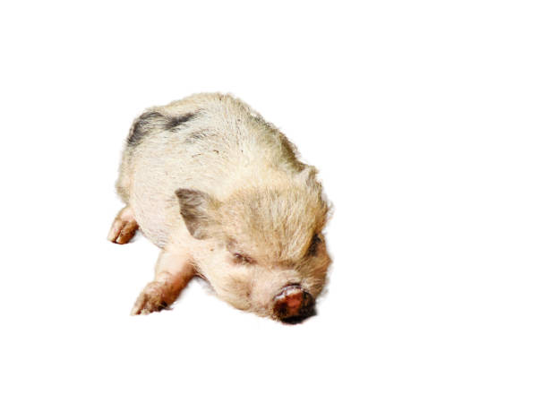 istock little Minnesota pig isolated on white background 1410088633