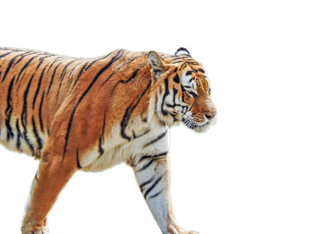istock Siberian tiger isolated on white background 1410088645