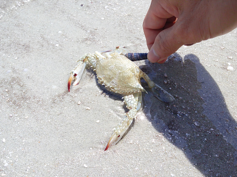 Blue crab pulled from the sound of Corolla, N.C.