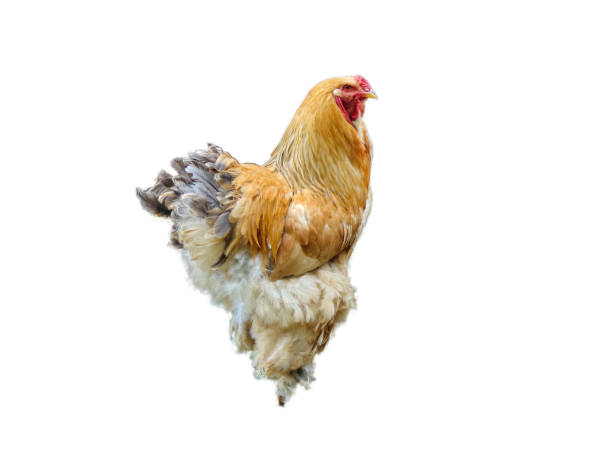 istock The Brahma hen isolated on white background 1410088712