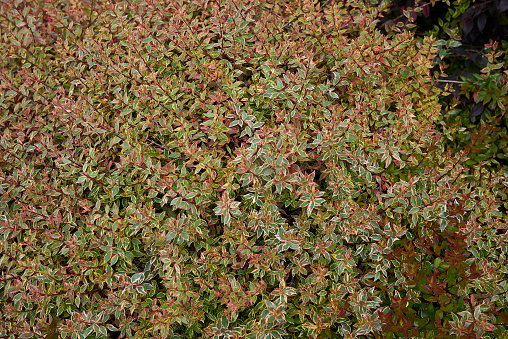 colorful foliage of Abelia grandiflora keleidoscope shrub