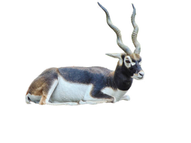 antelope with spiral horns isolated on white