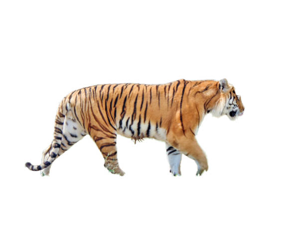 istock Siberian tiger isolated on white background 1410088771