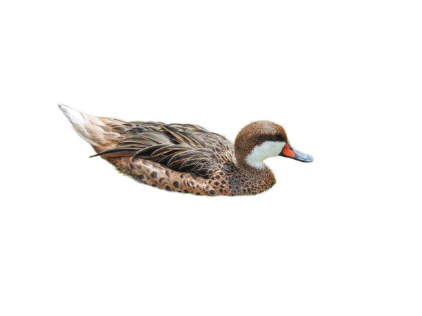 Bahama duck (White-Cheeked Pintail). Anas bahamensis isolated on white Bahama duck (White-Cheeked Pintail). Anas bahamensis isolated on white white cheeked pintail duck stock pictures, royalty-free photos & images