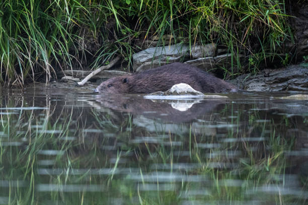 istock Eurasian beaver (Castor fiber), Carpathians, Bieszczady, Poland. 1410090261
