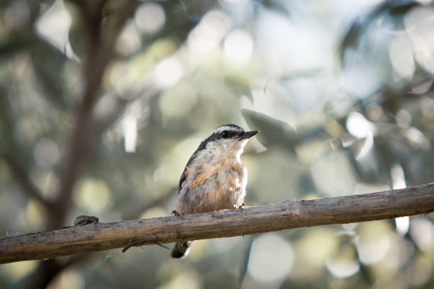 Red-Breasted Nuthatch Bird in Tree stock photo