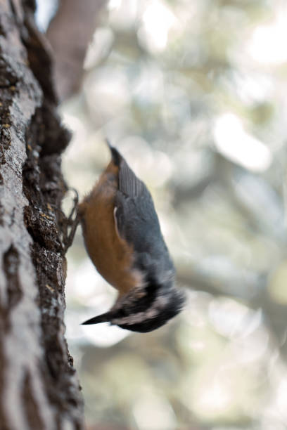 Red-Breasted Nuthatch Bird in Tree stock photo