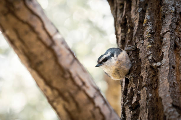 Red-Breasted Nuthatch Bird in Tree stock photo