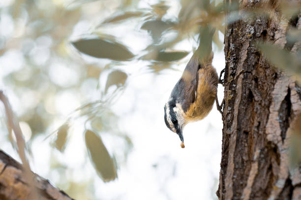 Red-Breasted Nuthatch Bird in Tree stock photo