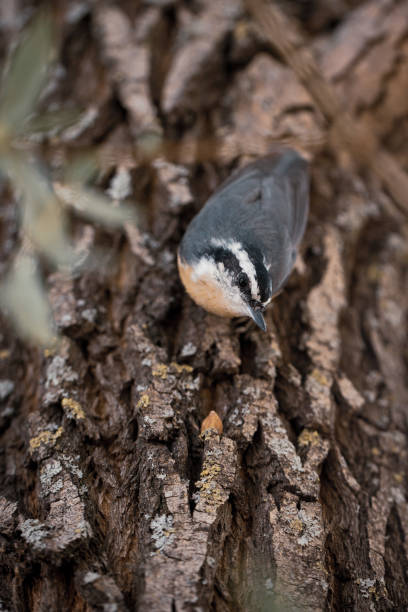 Red-Breasted Nuthatch Bird in Tree stock photo