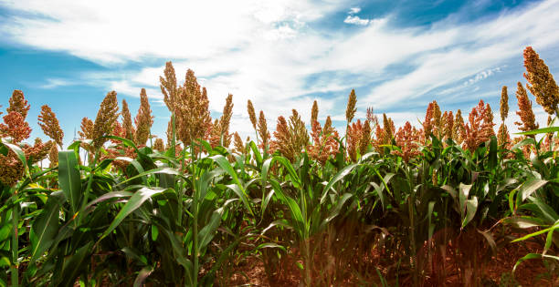 biocarburante e nuovo boom alimentare, industria delle piantagioni di sorgo. campo di gambo e semi di sorgo dolce. campo di miglio. settore agricolo del sorgo - sorgo foto e immagini stock