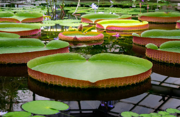 istock Victoria Amazonica water lily 1410090646