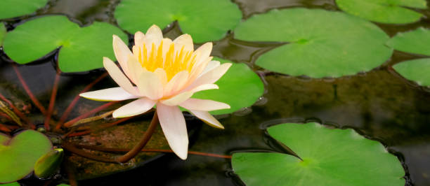 istock Yellow water lily, Joey Tomocik Nymphaea 1410090667