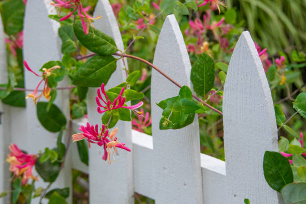 blumen-korallengeißblatt mit lattenzaun-hamilton county, indiana - honeysuckle pink stock-fotos und bilder