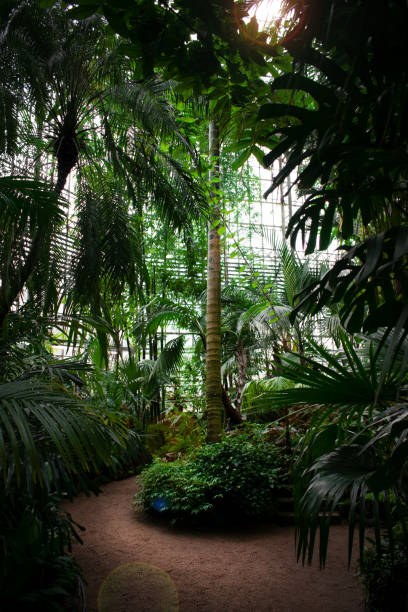 istock Botanical garden with palm tree in the middle 1410090941