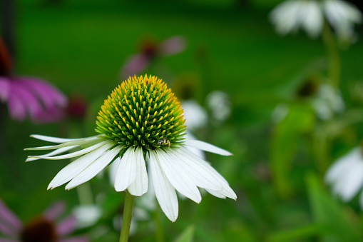 White echinacea flower, coneflower, with a bee in the garden