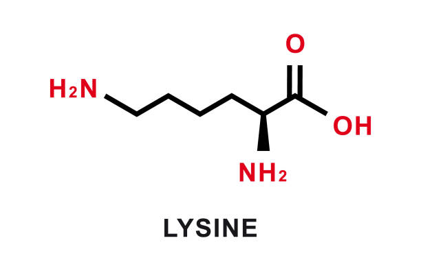 Lysine chemical formula. Lysine chemical molecular structure. Vector illustration Lysine chemical formula. Lysine chemical molecular structure isolated on white background. Vector illustration lysine stock illustrations