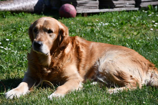 istock The dog that always poses 1410092716