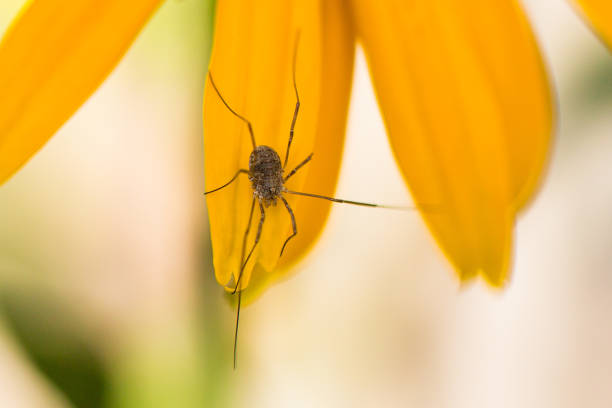 Daddy Long Legs Spider Sunbathing stock photo