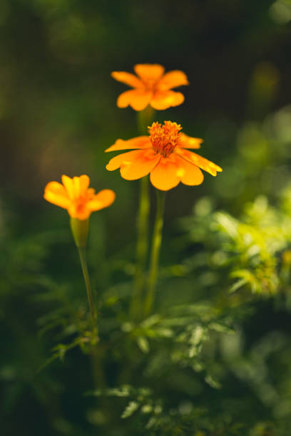 Three Yellow Flowers on Green Leafy Background stock photo