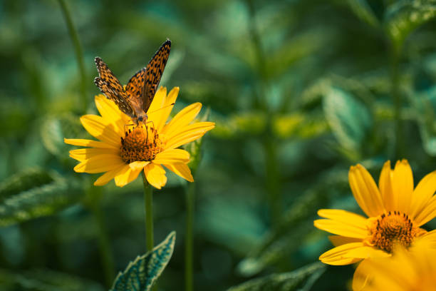 Butterfly on Yellow Flower stock photo