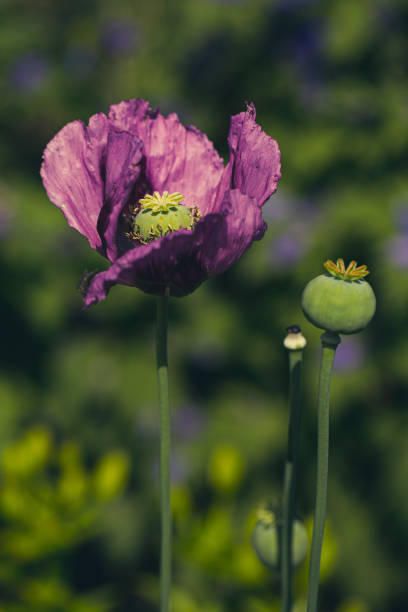 Purple Poppy in Field stock photo