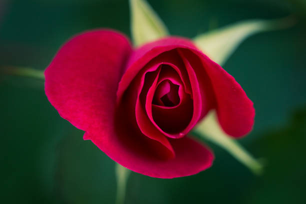 Red Rose Bud in Bloom stock photo