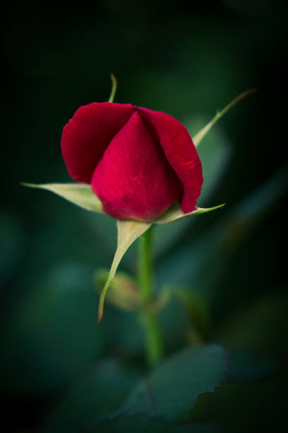 Standing Tall Red Rose stock photo