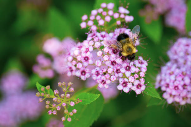 Bee on Pink Flowers stock photo