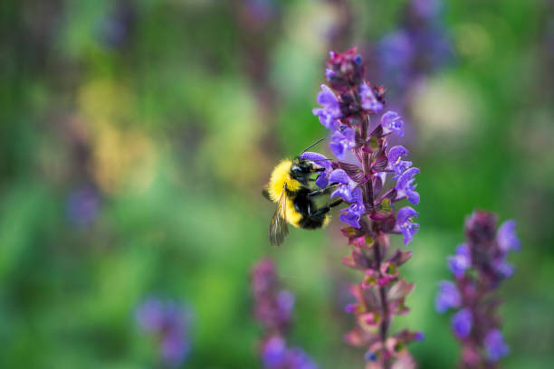 Bee on Sage stock photo