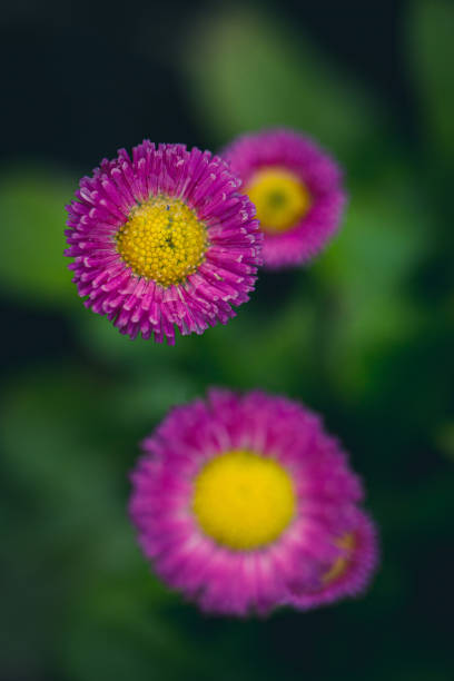 English Daisy stock photo