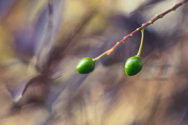 Little Green Berries stock photo