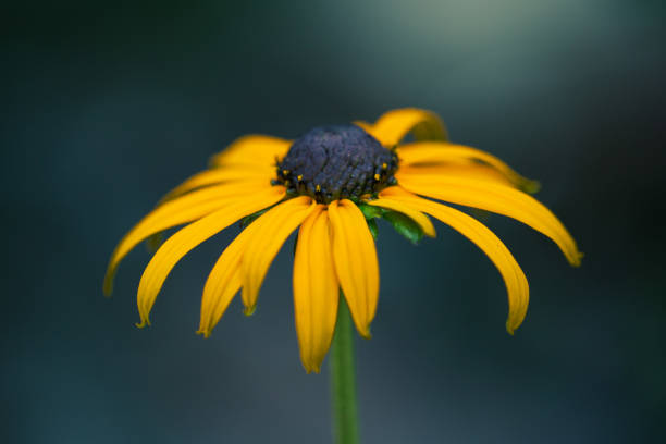 Black-Eyed Susan stock photo