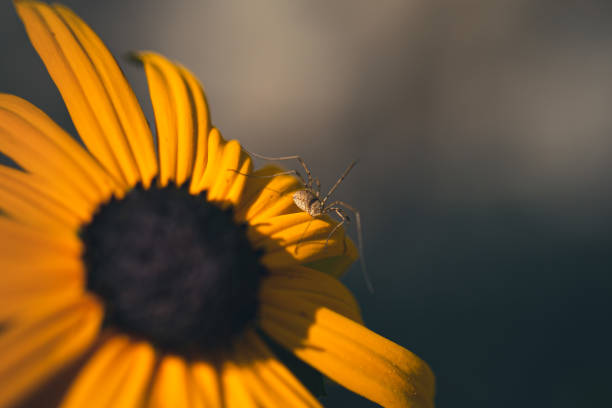 Daddy Long Legs Spider Sunbathing on a Black-Eyed Susan stock photo