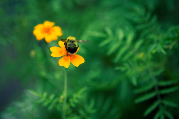 Bee on Yellow Flower stock photo