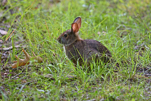 Rare New England cottontail rabbit briefly emerging from a pondside thicket in rural Washington, Connecticut. The only cottontail native to New England. The eastern cottontail, introduced by hunters beginning in the 1800s, is the commonly seen rabbit in this region, thriving in more open areas. The New England cottontail is slightly smaller, with smaller eyes and ears, and a black line along the anterior edge of the ears. The U.S. Fish and Wildlife Service recently decided against listing the New England cottontail as endangered, because local conservation efforts are helping the species maintain a foothold.