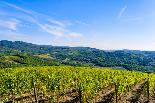 Vineyards and hills in the Chianti region