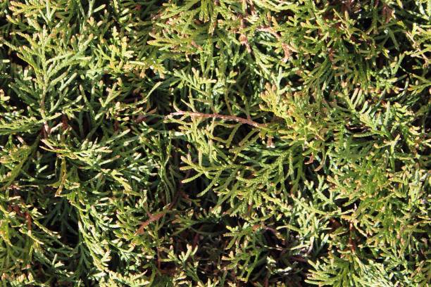 istock Natural background of juniper shrub branches on sunny day 1410095094